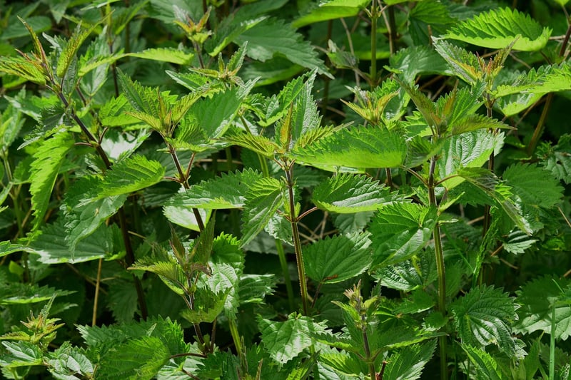 Herb Pairing